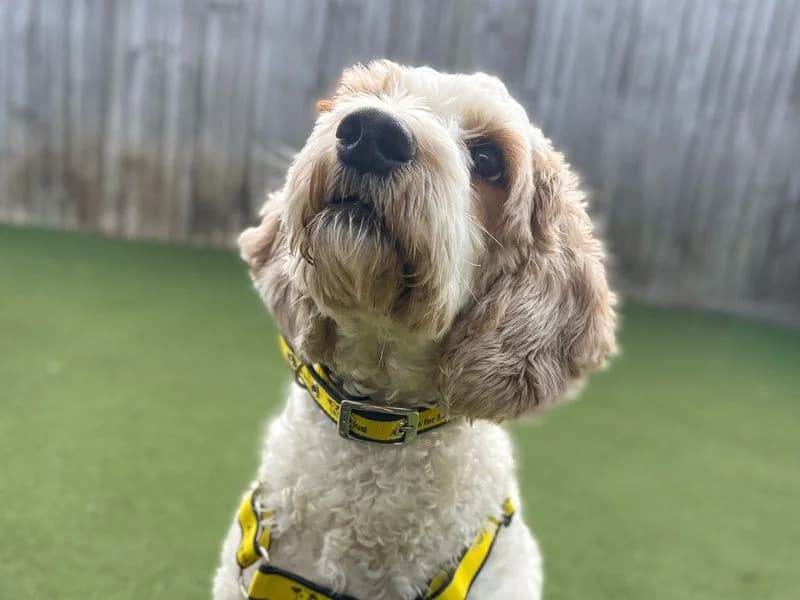 Bowen, male 3yo Poodle for adoption at Dogs Trust Basildon, Wickford