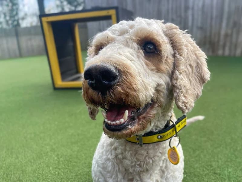 Pablo, male 3yo Poodle for adoption at Dogs Trust Basildon, Wickford