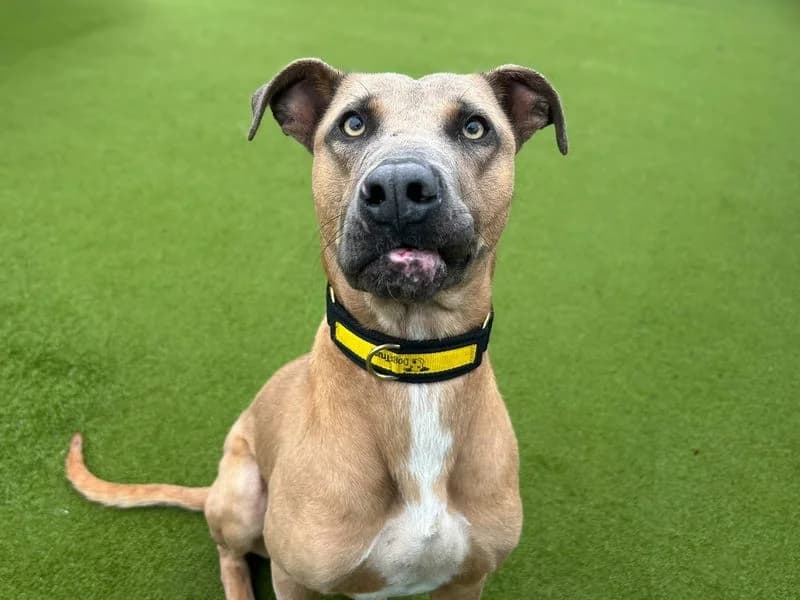 Pumpkin, male young mixed breed for adoption at Dogs Trust Basildon, Wickford