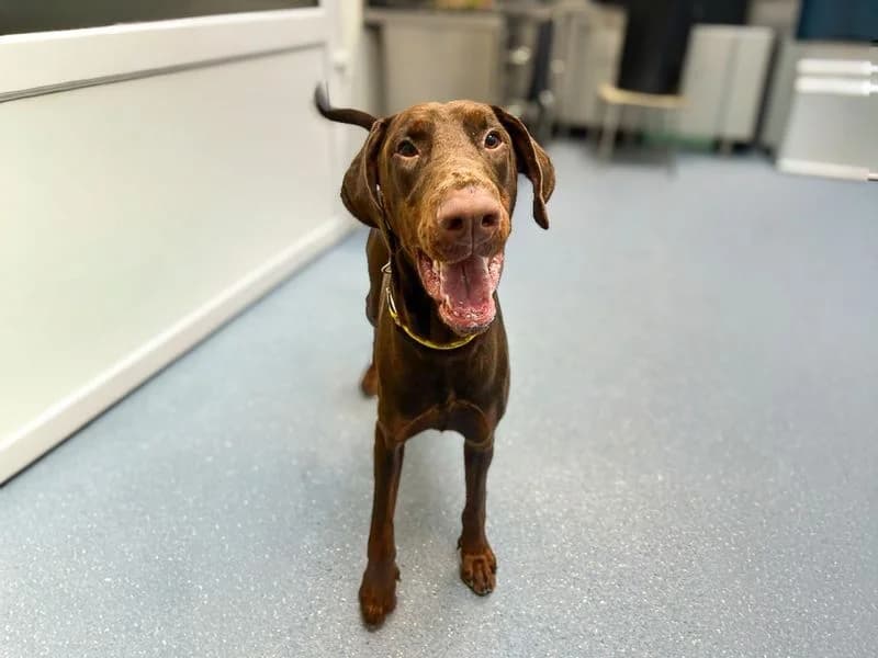 Ace, male young Doberman for adoption at Dogs Trust Basildon, Wickford