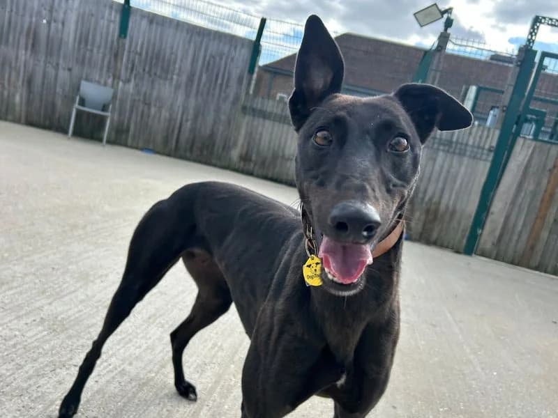 Polly, female young Greyhound for adoption at Dogs Trust Basildon, Wickford