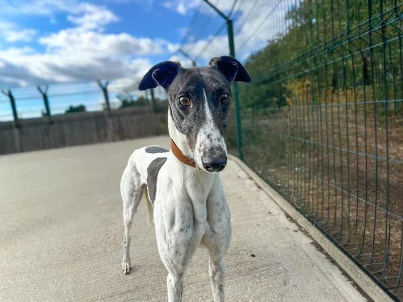 Freya, female 3yo Greyhound for adoption at Dogs Trust Basildon, Wickford