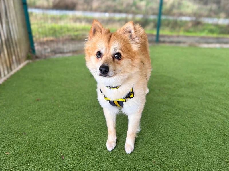 Elton, male 3yo Pomeranian for adoption at Dogs Trust Basildon, Wickford