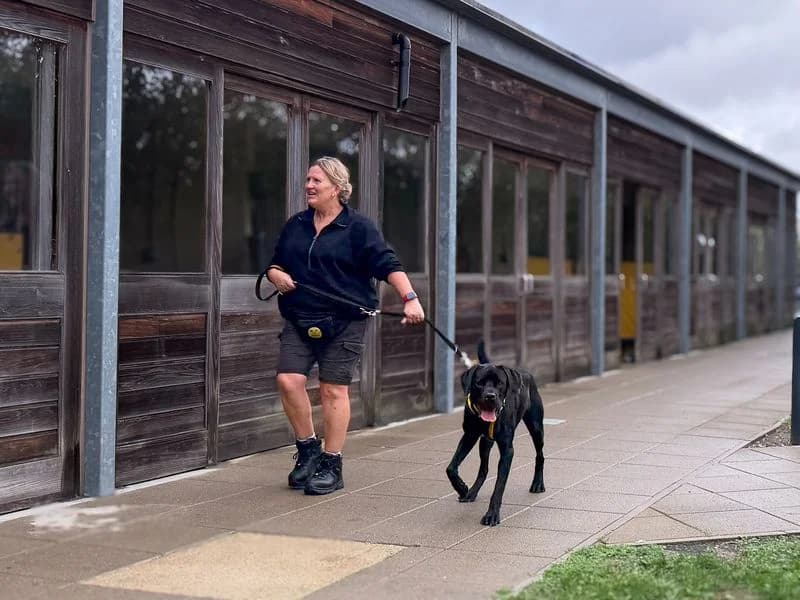 Tosh, male 3yo Labrador Retriever for adoption at Dogs Trust Basildon, Wickford