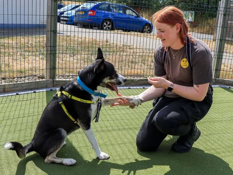 Bonnie, female 4yo Mixed Breed for adoption at Dogs Trust Evesham, Evesham
