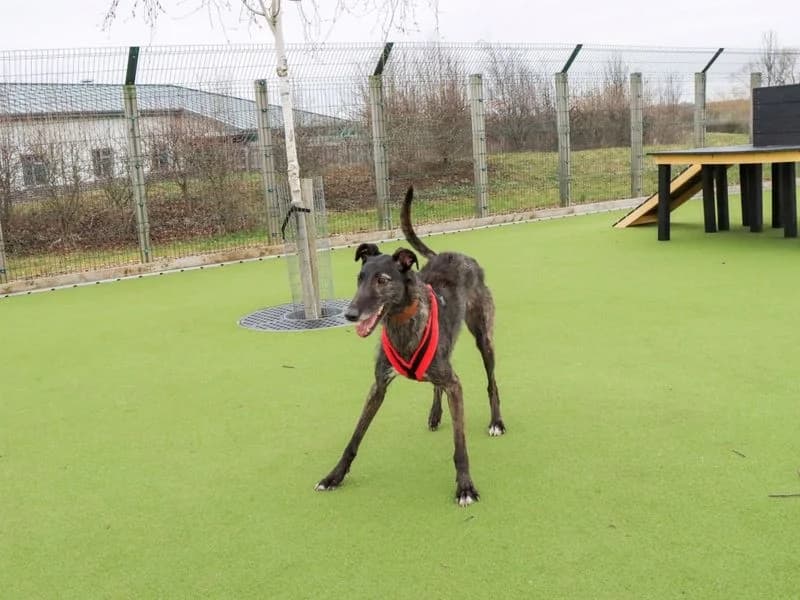 Lily, female 4yo mixed breed for adoption at Dogs Trust Evesham, Evesham