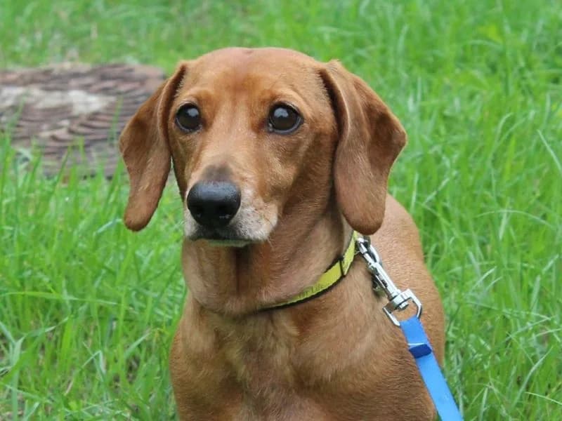 Alfie, male senior mixed breed for adoption at Dogs Trust Evesham, Evesham