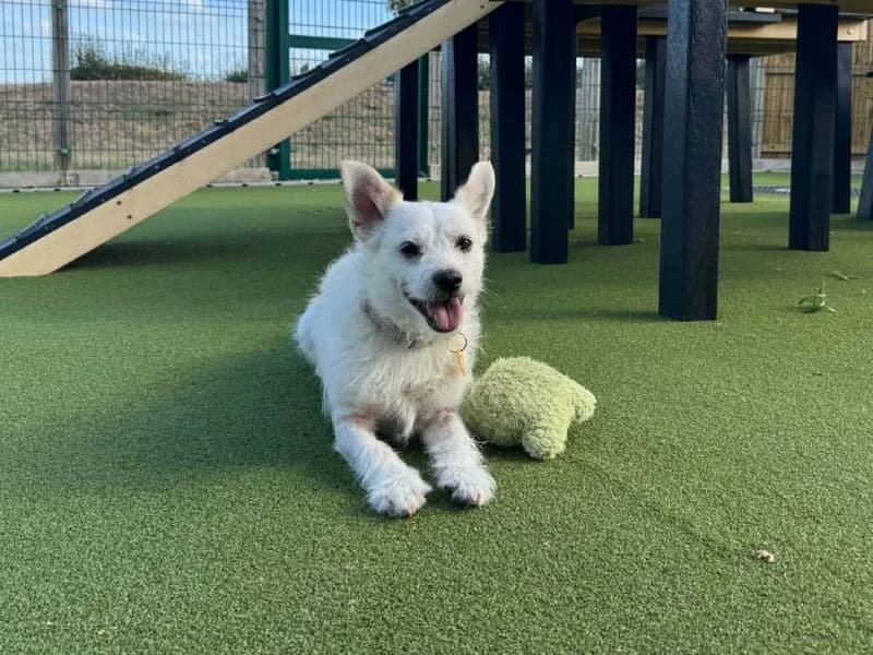 Chino, male 4yo Shih Tzu for adoption at Dogs Trust Evesham, Evesham