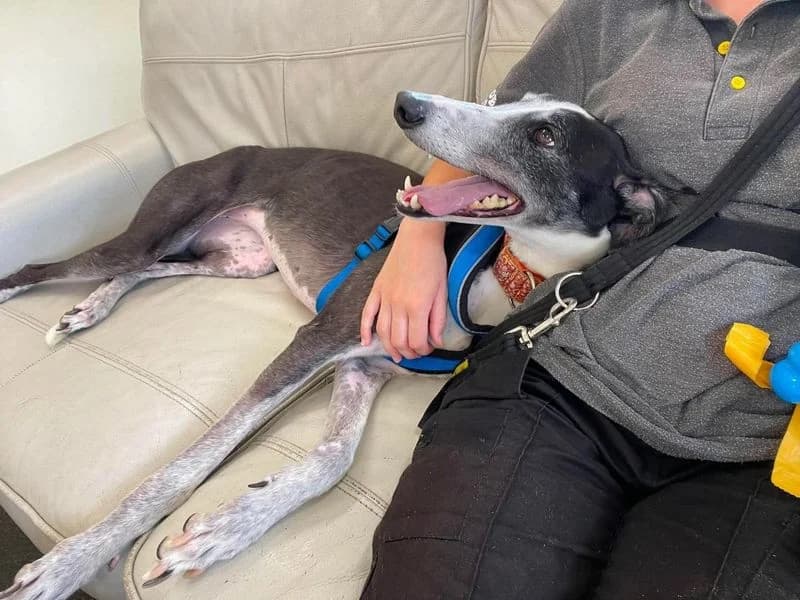 Tulip, female 5yo Greyhound for adoption at Dogs Trust Evesham, Evesham