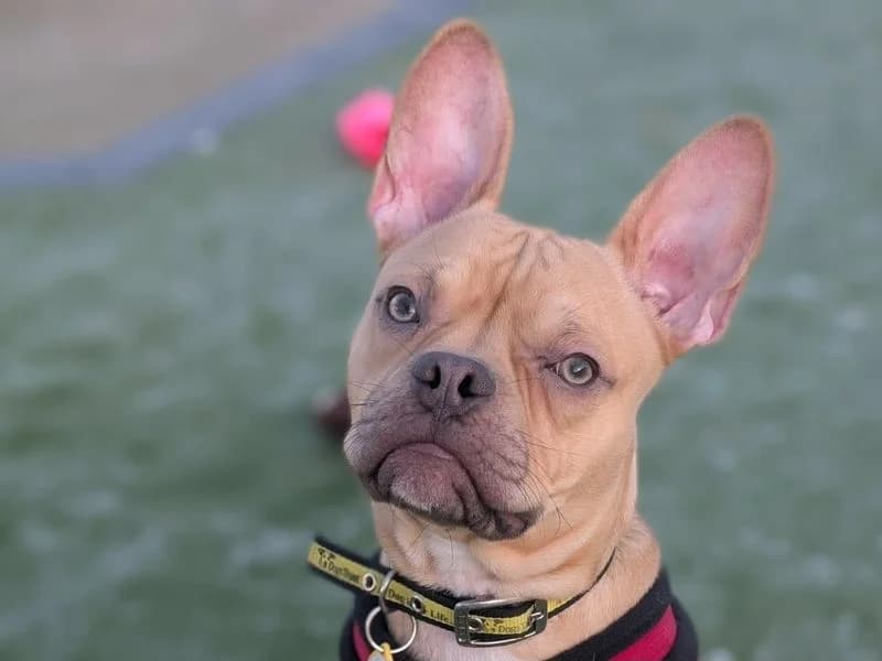 Scooby, male young English Bulldog for adoption at Dogs Trust Evesham, Evesham