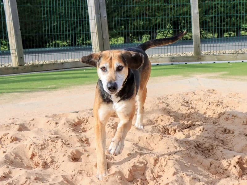 Rocko, male senior mixed breed for adoption at Dogs Trust Evesham, Evesham