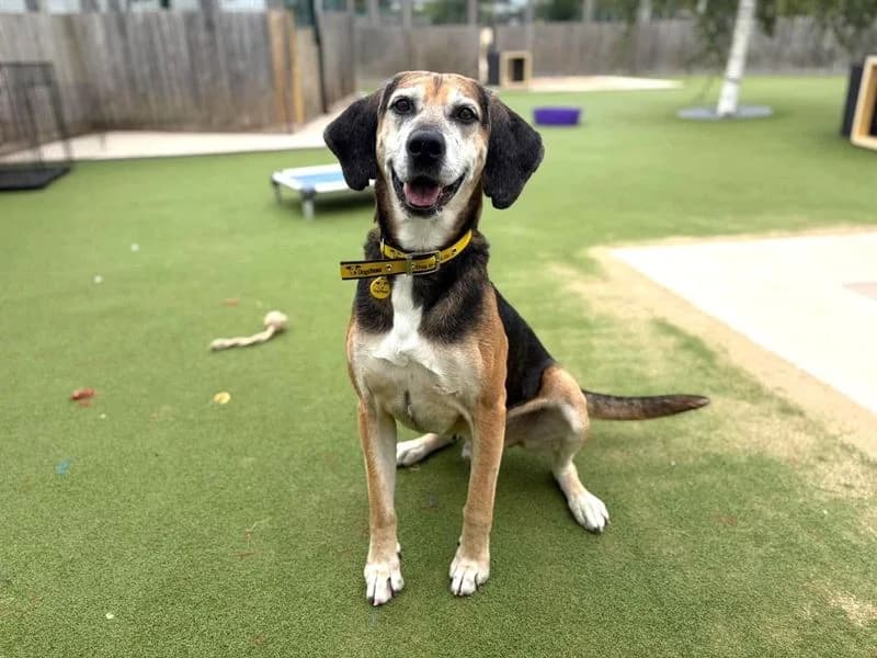Rocko, male senior mixed breed for adoption at Dogs Trust Evesham, Evesham