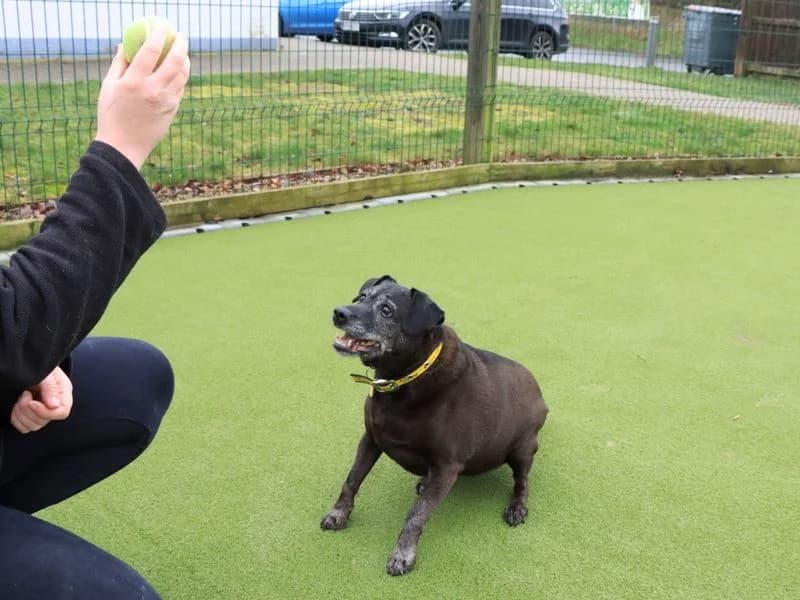 Izzy, female senior Mixed Breed for adoption at Dogs Trust Evesham, Evesham