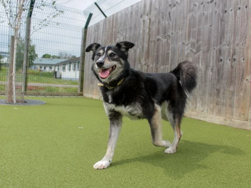 Lottie, female 4yo Border Collie for adoption at Dogs Trust Evesham, Evesham