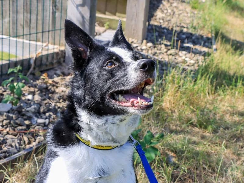 Sid, male 5yo Border Collie for adoption at Dogs Trust Evesham, Evesham