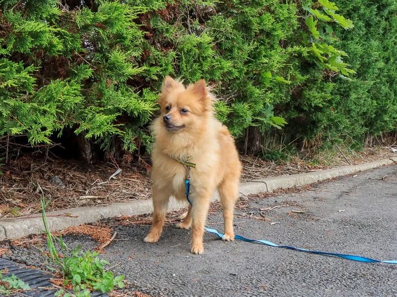 Primrose, female puppy German Spitz for adoption at Dogs Trust Evesham, Evesham
