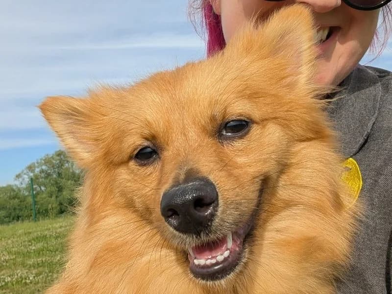 Iris, female young German Spitz for adoption at Dogs Trust Evesham, Evesham