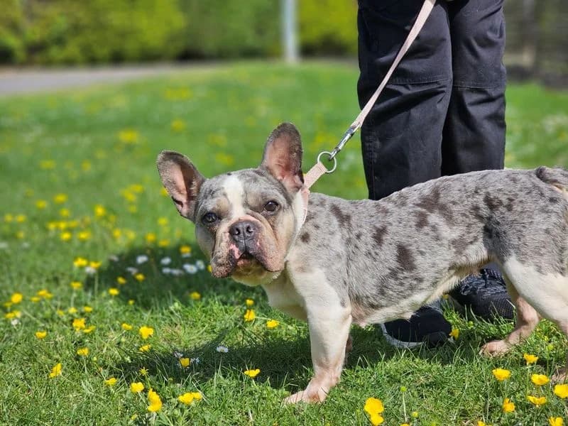 Aura, female 4yo English Bulldog for adoption at Dogs Trust Evesham, Evesham