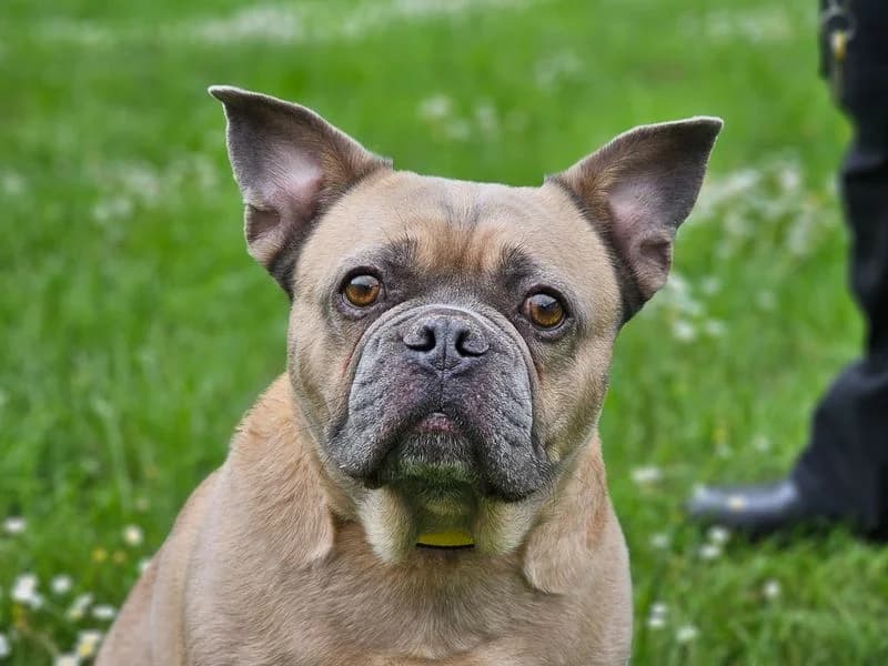 Bruce, male 6yo English Bulldog for adoption at Dogs Trust Evesham, Evesham