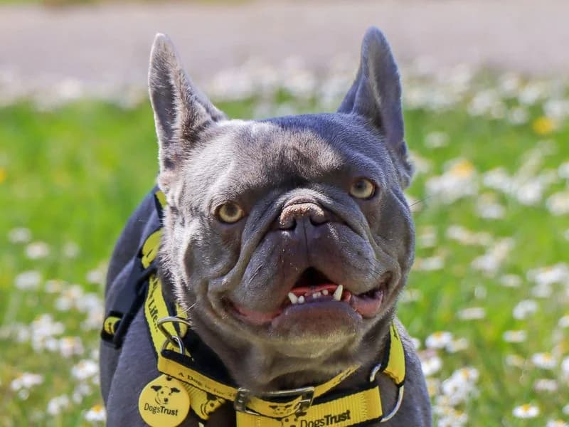 Dior, female 4yo English Bulldog for adoption at Dogs Trust Evesham, Evesham
