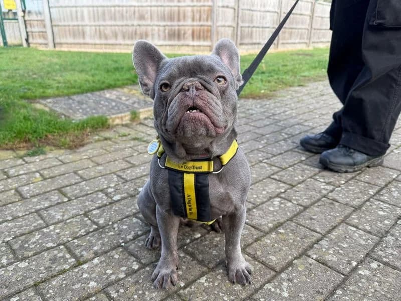 Dior, female 4yo English Bulldog for adoption at Dogs Trust Evesham, Evesham