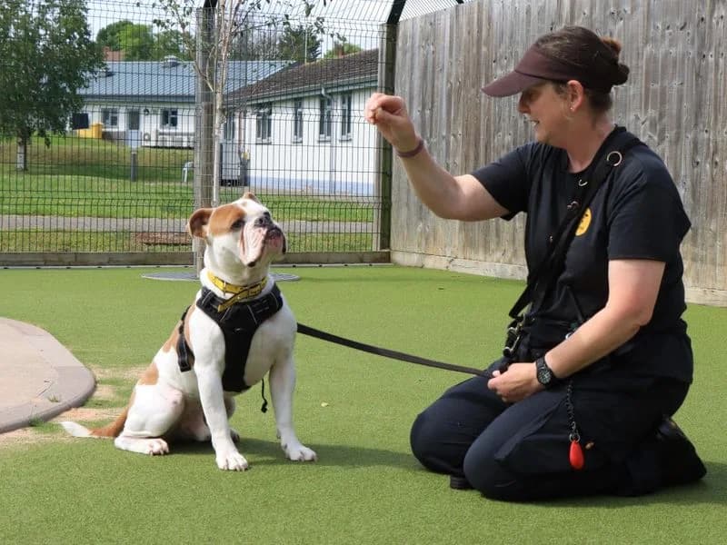 Benny, male young English Bulldog for adoption at Dogs Trust Evesham, Evesham
