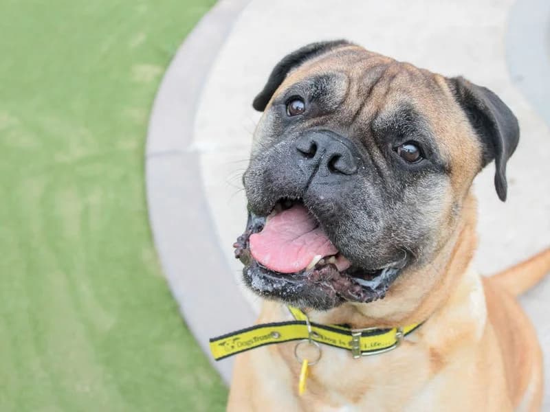 Sinead, female 7yo Mastiff for adoption at Dogs Trust Evesham, Evesham