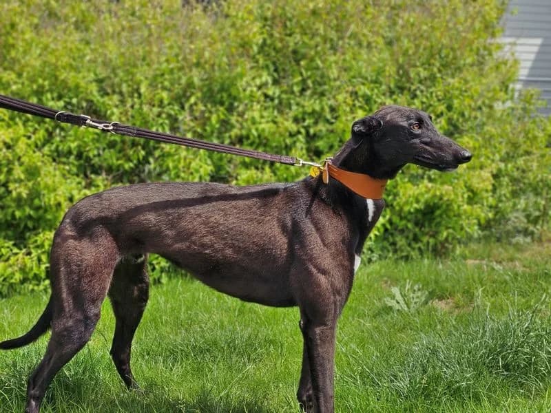 Spaghetti, male 3yo Greyhound for adoption at Dogs Trust Evesham, Evesham