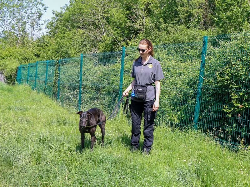 Peggy, female 3yo Greyhound for adoption at Dogs Trust Evesham, Evesham