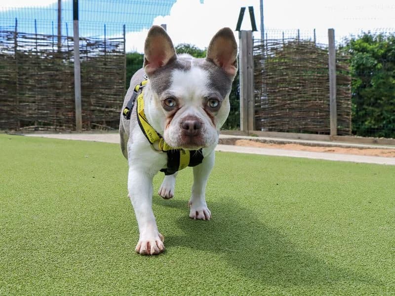Marble, female young English Bulldog for adoption at Dogs Trust Evesham, Evesham