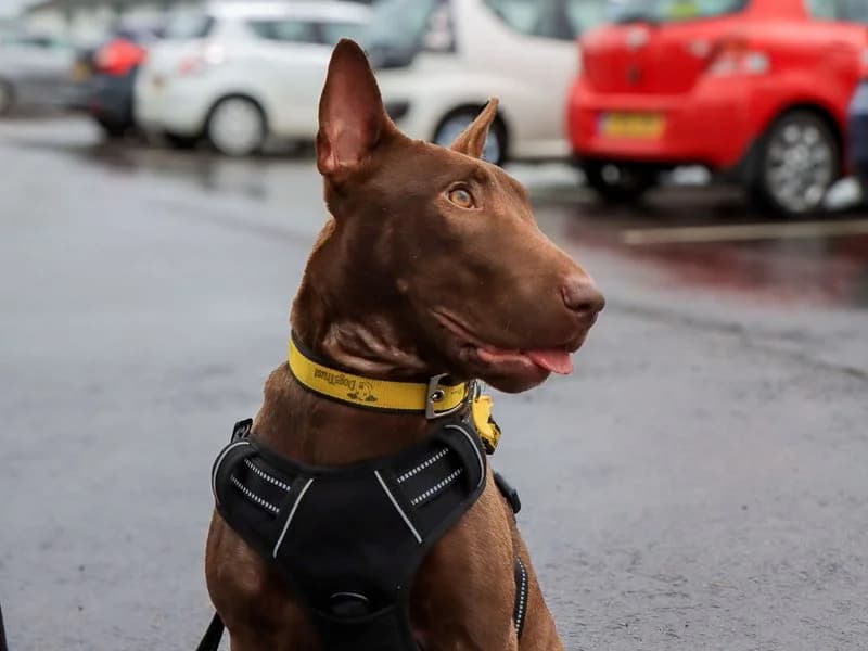 Candy, female young mixed breed for adoption at Dogs Trust Evesham, Evesham