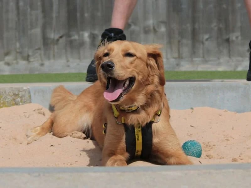 Honey, female young Golden Retriever for adoption at Dogs Trust Evesham, Evesham