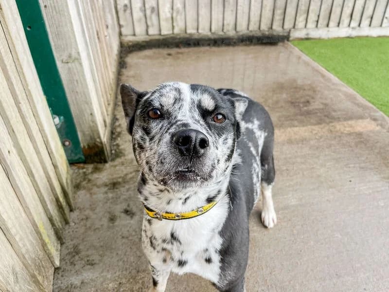 Pimms, female young mixed breed for adoption at Dogs Trust Evesham, Evesham