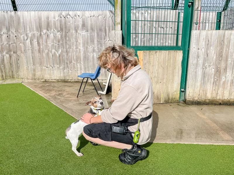 Blossom, female 6yo Mixed Breed for adoption at Dogs Trust Evesham, Evesham