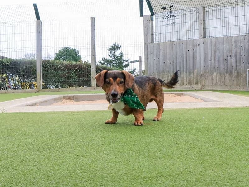 Robert, male young mixed breed for adoption at Dogs Trust Evesham, Evesham