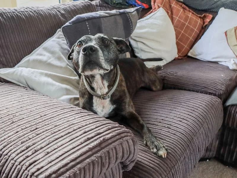 Bambi, female senior Staffordshire Bull Terrier for adoption at Dogs Trust Evesham, Evesham