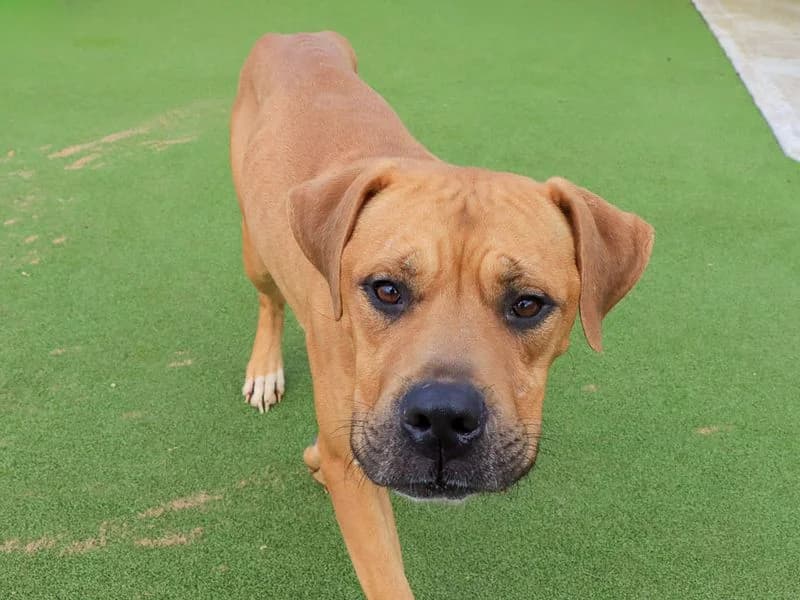 Jakey, male young Mixed Breed for adoption at Dogs Trust Evesham, Evesham