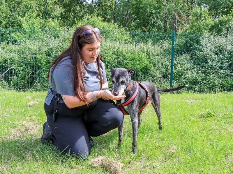 Nora, female senior Lurcher for adoption at Dogs Trust Evesham, Evesham