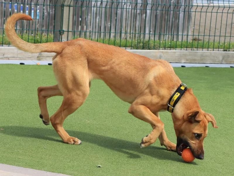 Nola, female young Mixed Breed for adoption at Dogs Trust Evesham, Evesham