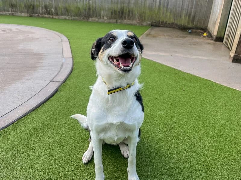Fable, female 4yo Border Collie for adoption at Dogs Trust Evesham, Evesham