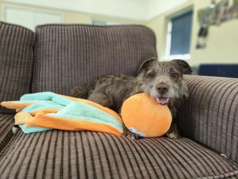 Xaden, male senior mixed breed for adoption at Dogs Trust Evesham, Evesham