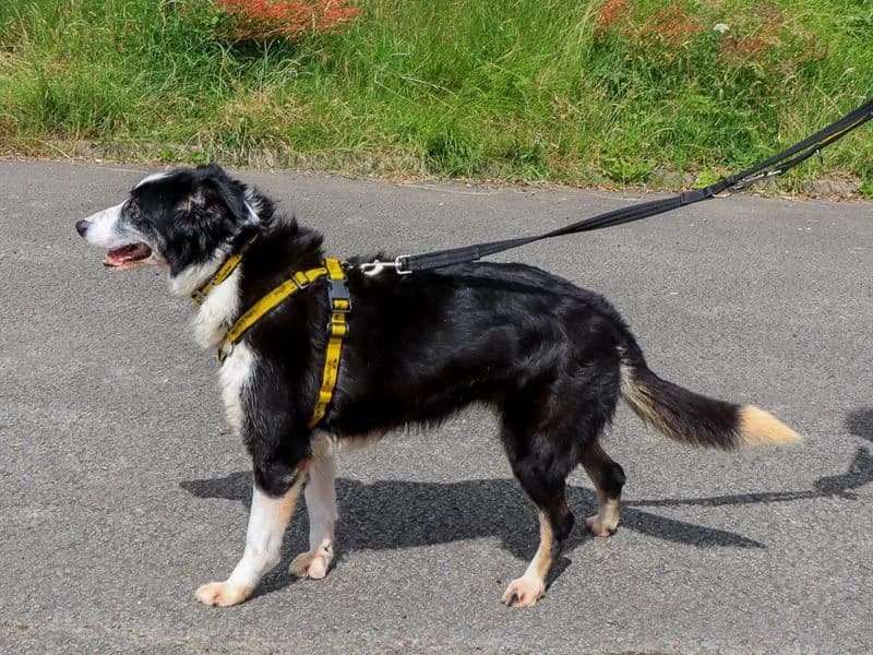 Beth, female 7yo Border Collie for adoption at Dogs Trust Evesham, Evesham