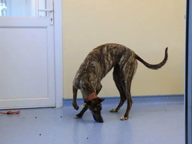 Violet, female 3yo Greyhound for adoption at Dogs Trust Evesham, Evesham