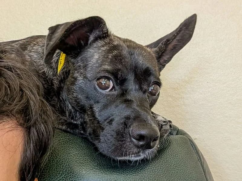 Bella, female young English Bulldog for adoption at Dogs Trust Evesham, Evesham