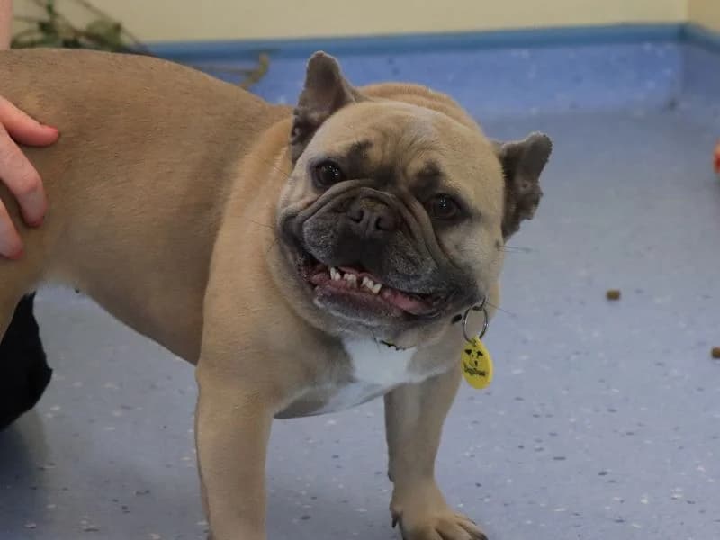 Honeybun, female 6yo English Bulldog for adoption at Dogs Trust Evesham, Evesham