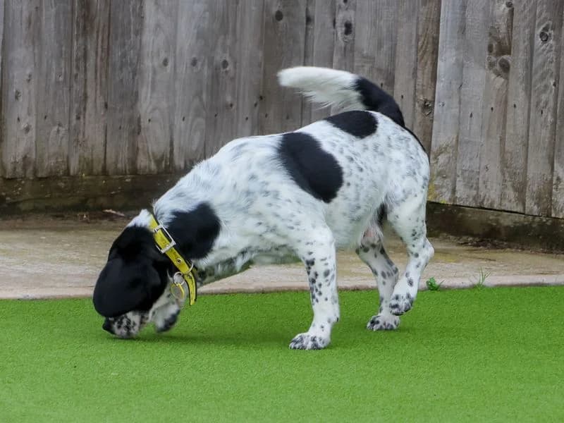 Dobbie, male 3yo Beagle for adoption at Dogs Trust Evesham, Evesham