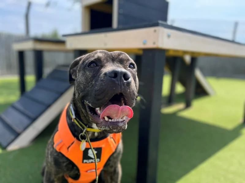 Ash, male young Mixed Breed for adoption at Dogs Trust Evesham, Evesham