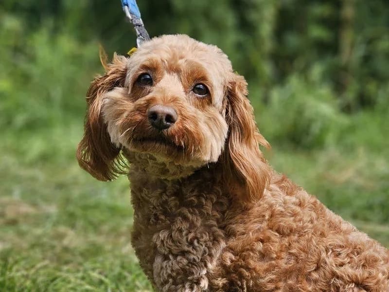 Cassie, female 4yo Cavalier King Charles Spaniel for adoption at Dogs Trust Evesham, Evesham
