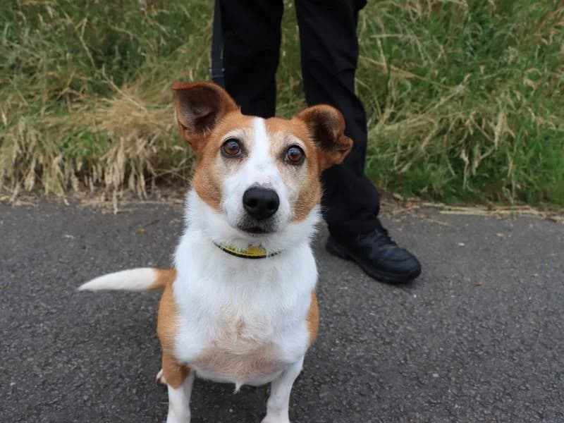 Toffee, female senior mixed breed for adoption at Dogs Trust Evesham, Evesham