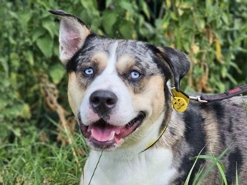 Crumpet, male young Mixed Breed for adoption at Dogs Trust Evesham, Evesham